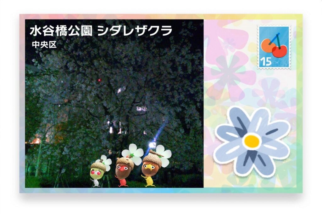 ピクミンブルーム　東京都中央区　ポストカード　水谷橋公園 シダレザクラ