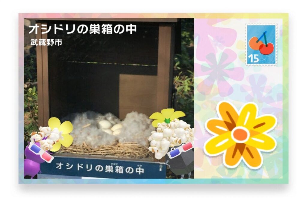 ピクミンブルーム 東京都武蔵野市 ポストカード オシドリの巣箱の中