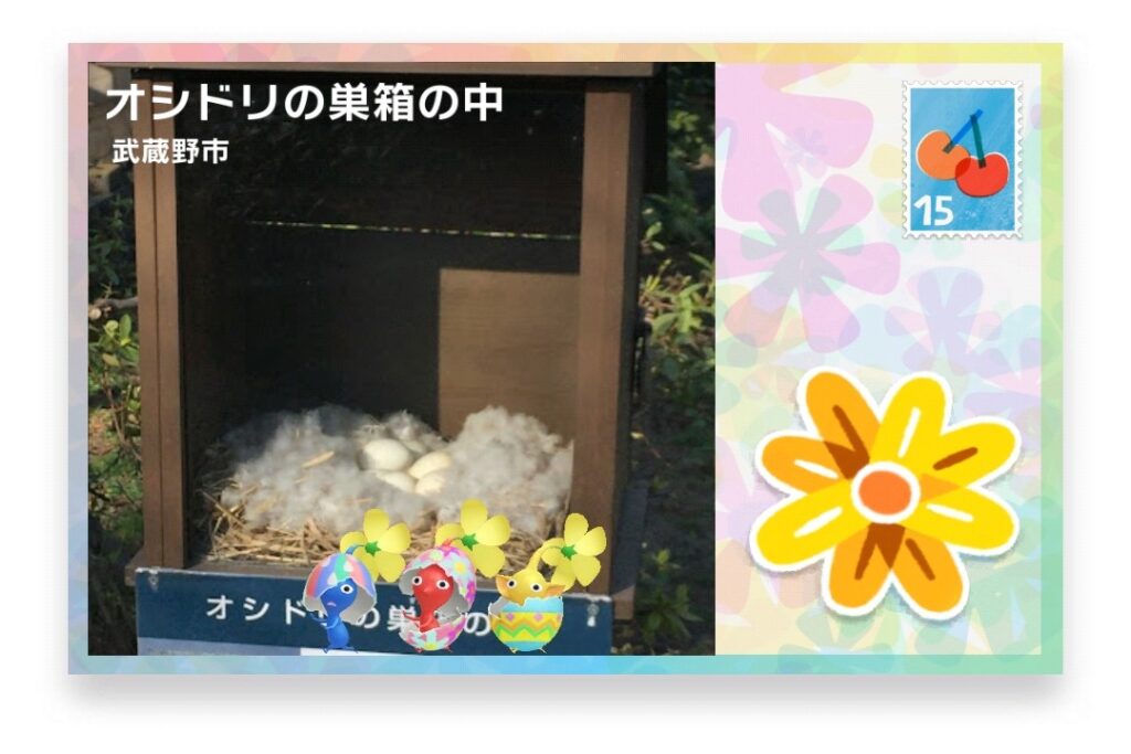 ピクミンブルーム 東京都武蔵野市 ポストカード オシドリの巣箱の中